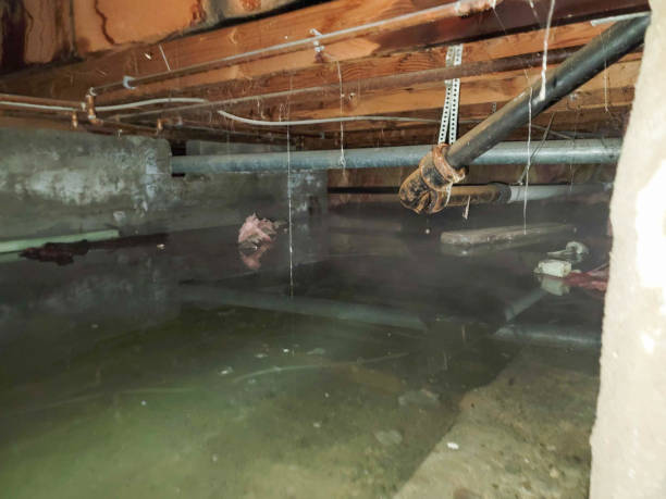 Best Flood damage cleanup  in Browns Point, WA